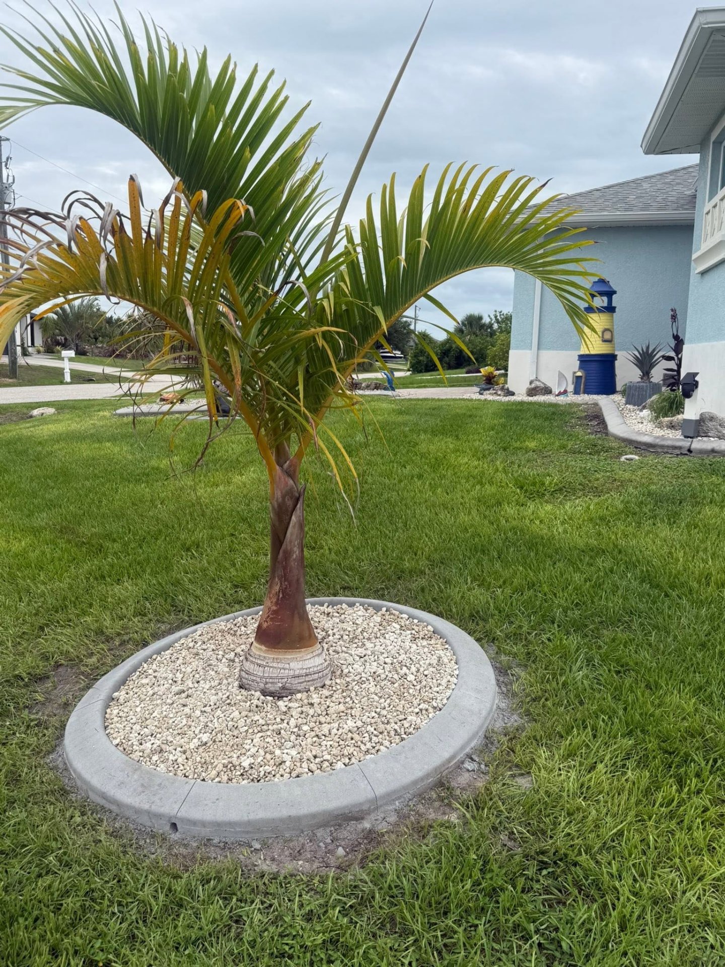 Gray curb circle with shell rock around a coconut palm in a front lawn