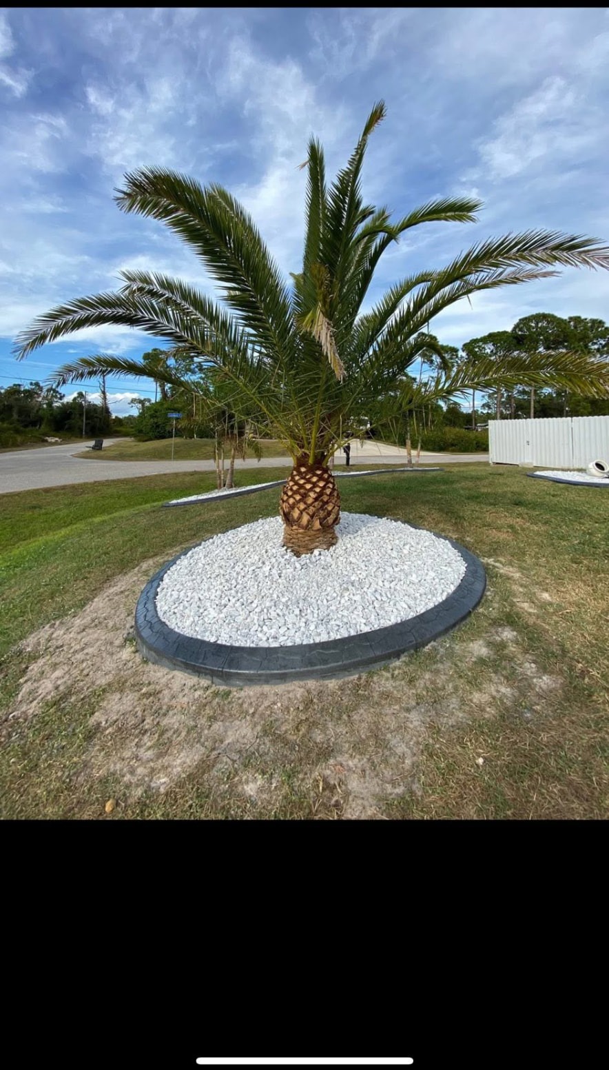 Charcoal stamped curb ring around a date palm filled with white marble rock